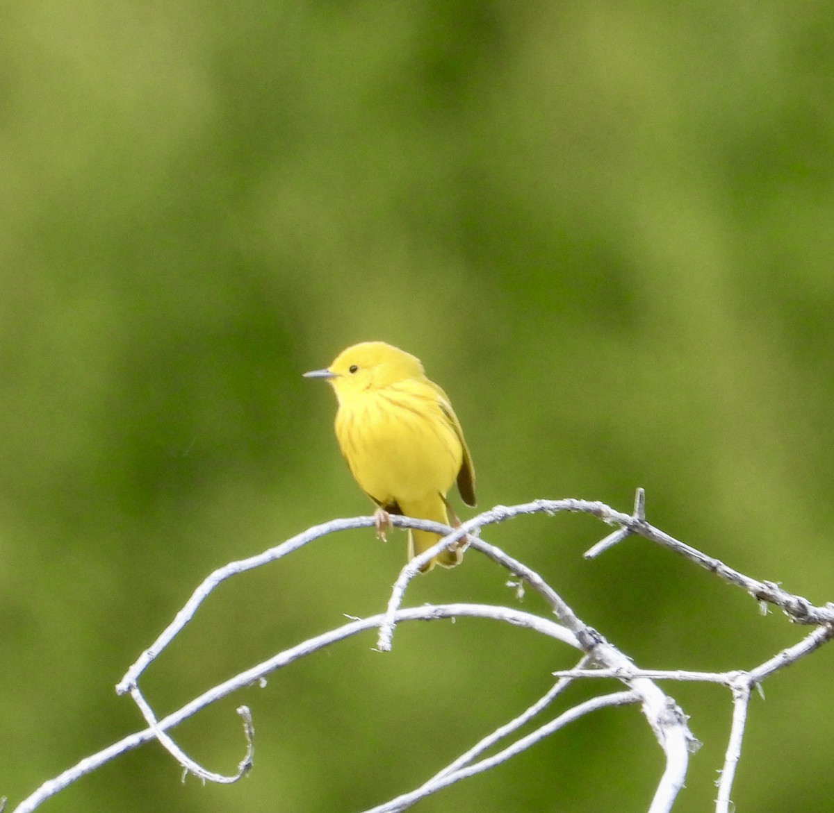 Yellow Warbler - Erin Jones