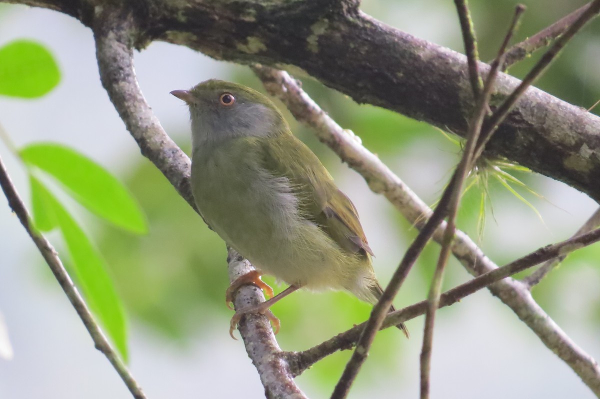 Pin-tailed Manakin - Jonathan Ehlert