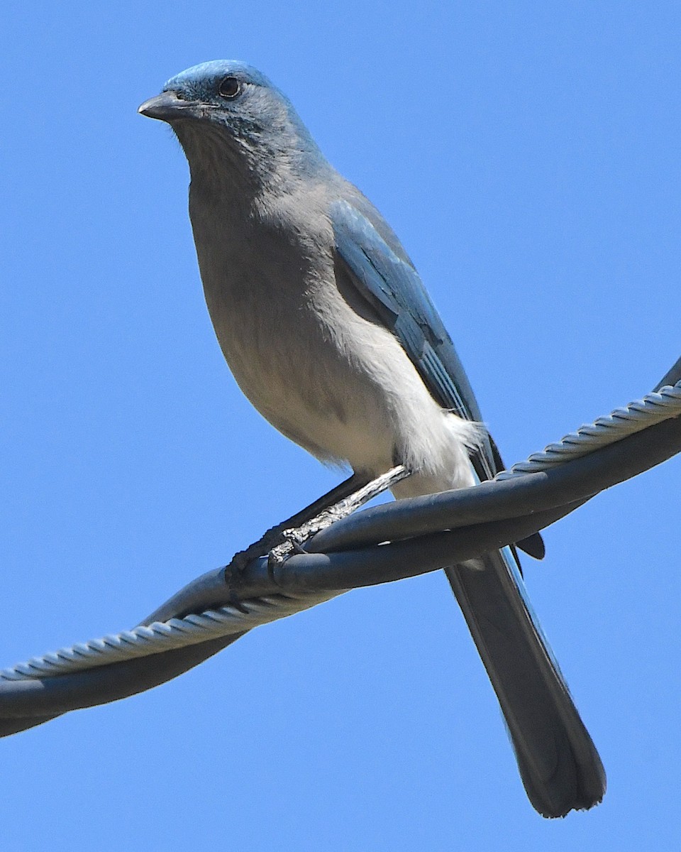 Mexican Jay (Arizona) - Ted Wolff