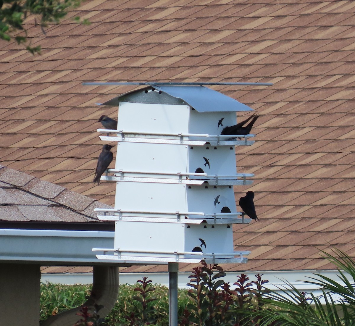 Purple Martin - Susan Pepper