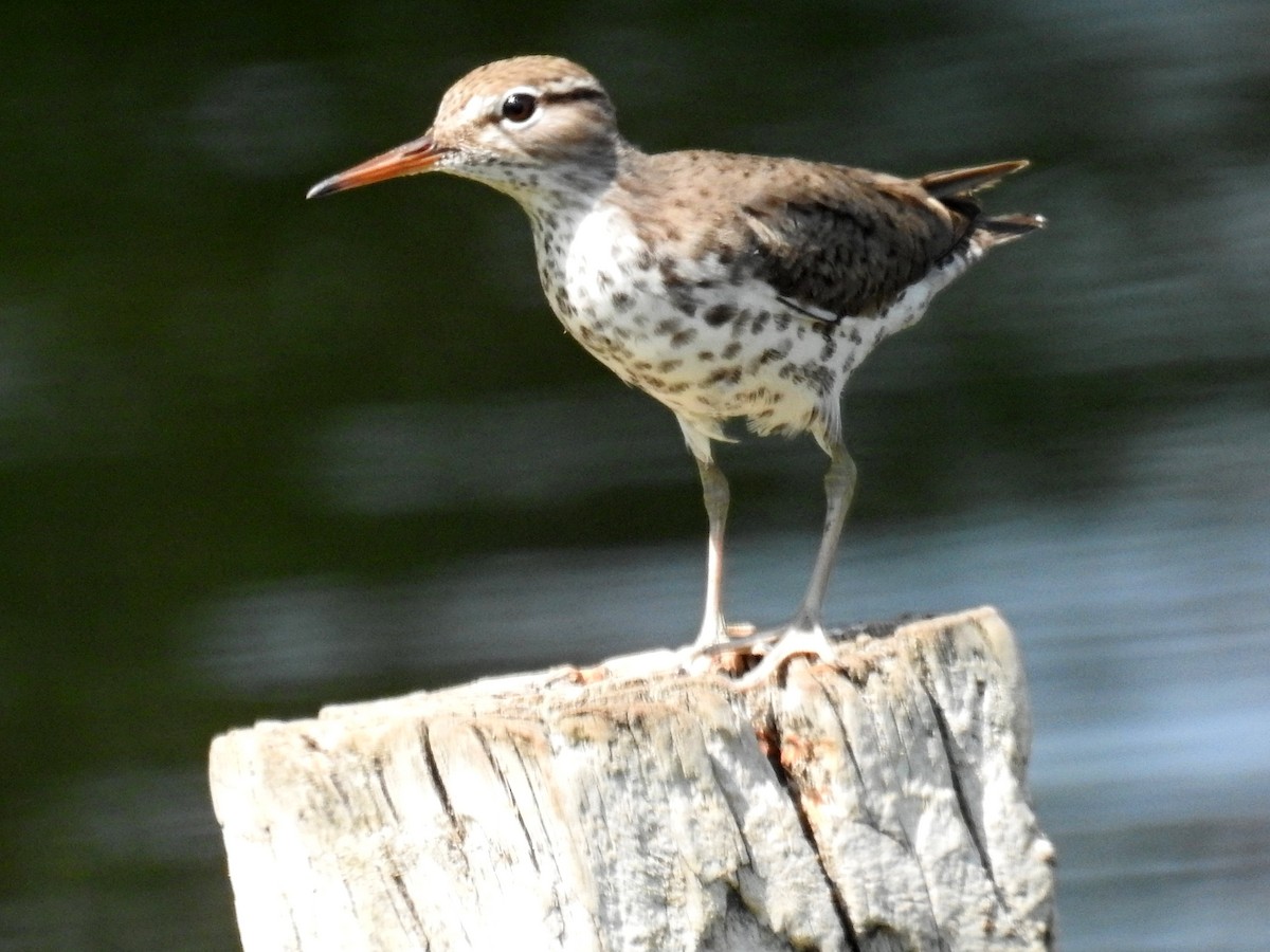 Spotted Sandpiper - ML618918616