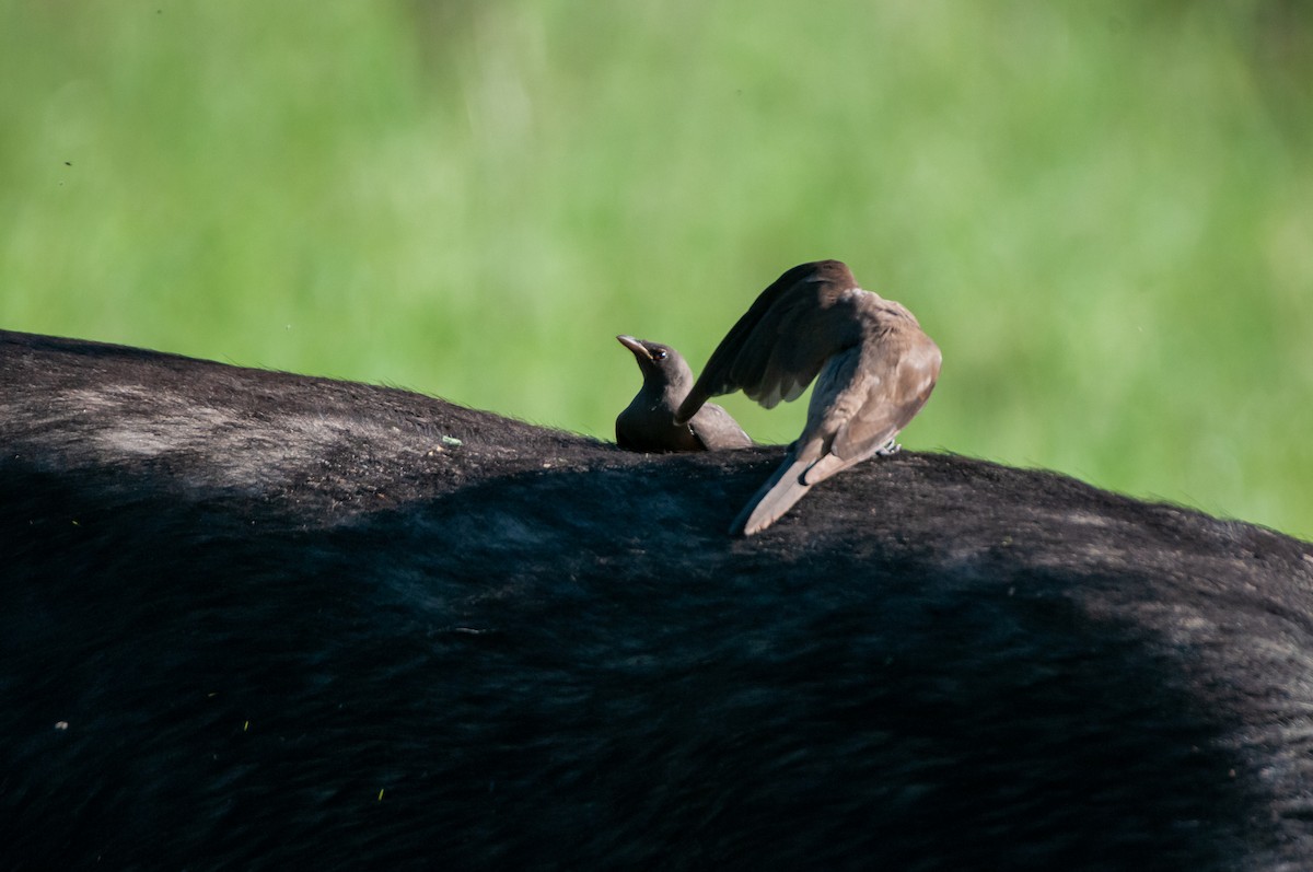 Red-billed Oxpecker - Dominic More O’Ferrall