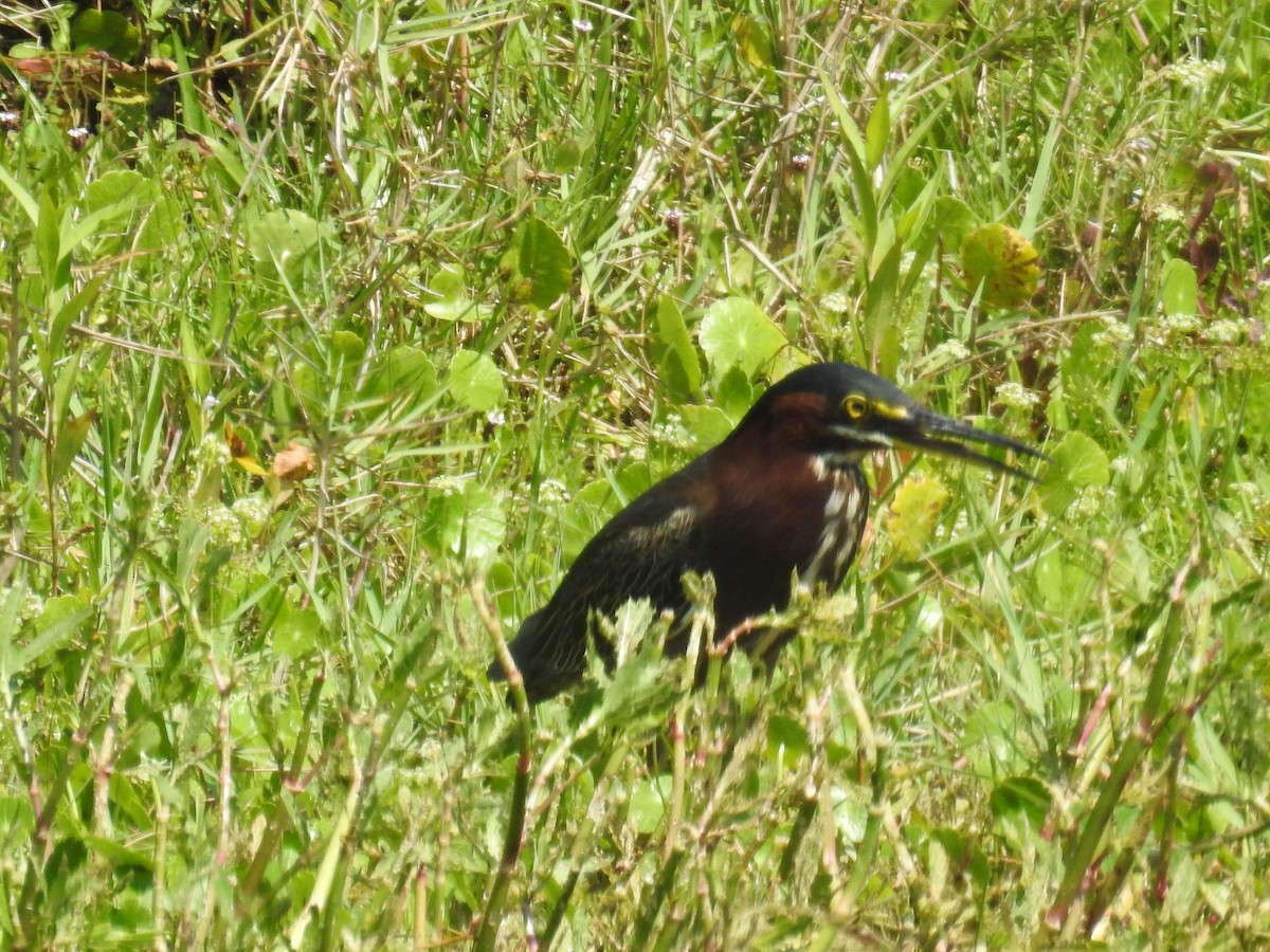 Green Heron - Wendy Meehan