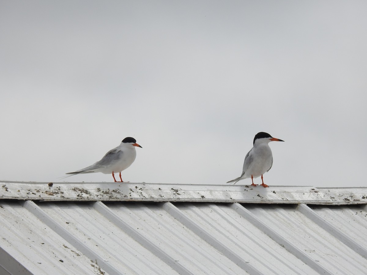 Forster's Tern - Victor Lefevre