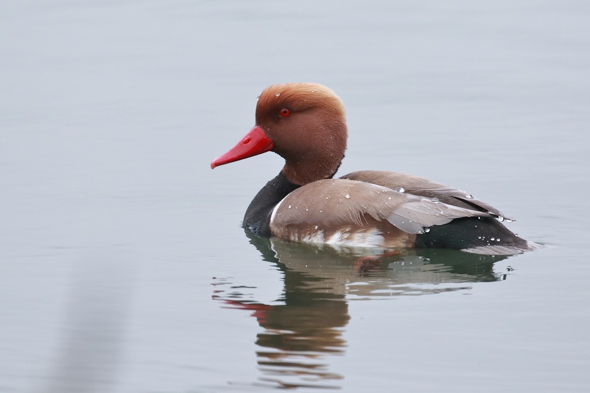 Red-crested Pochard - ML618918658