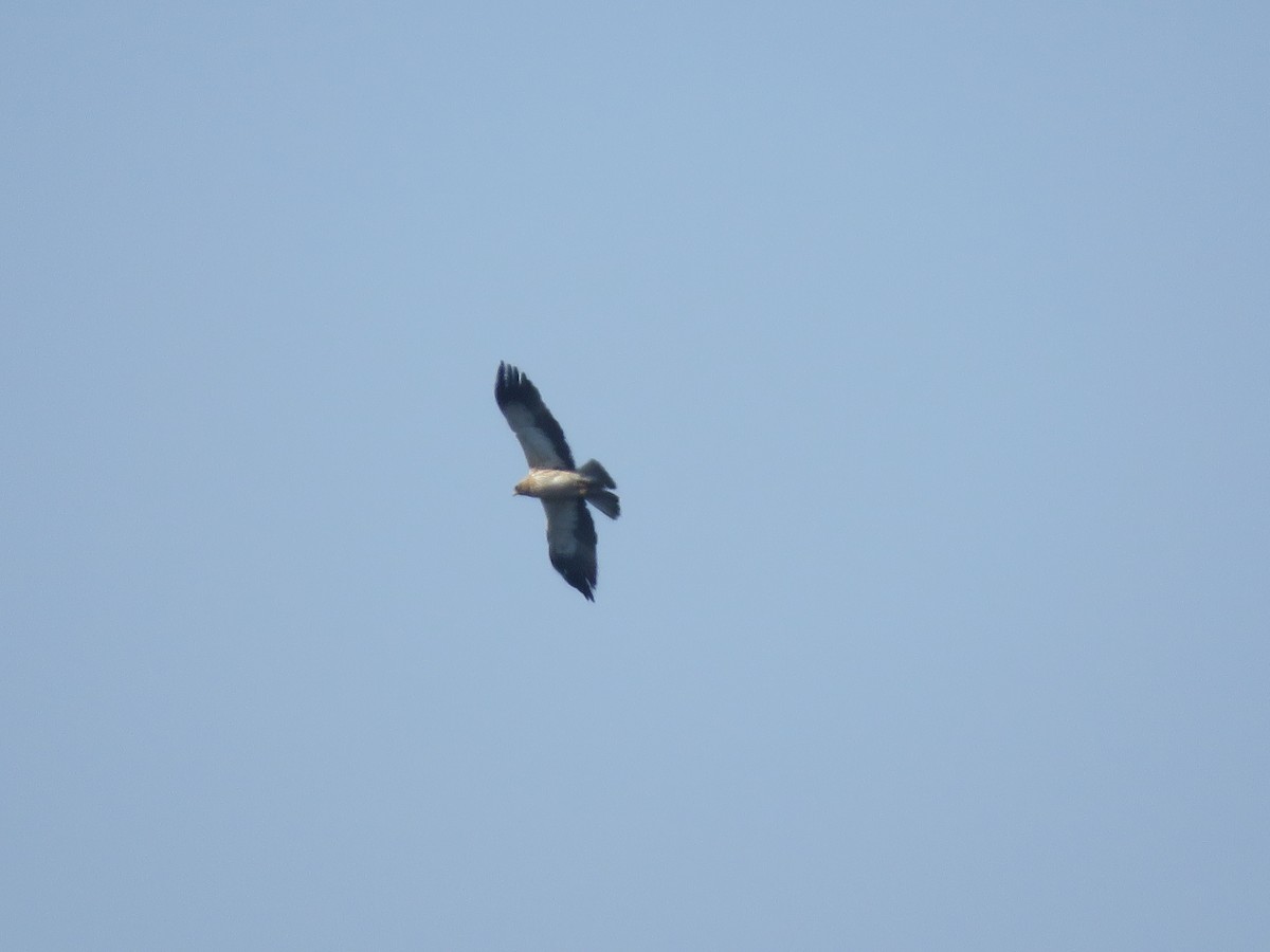 Booted Eagle - khaled Ayyach