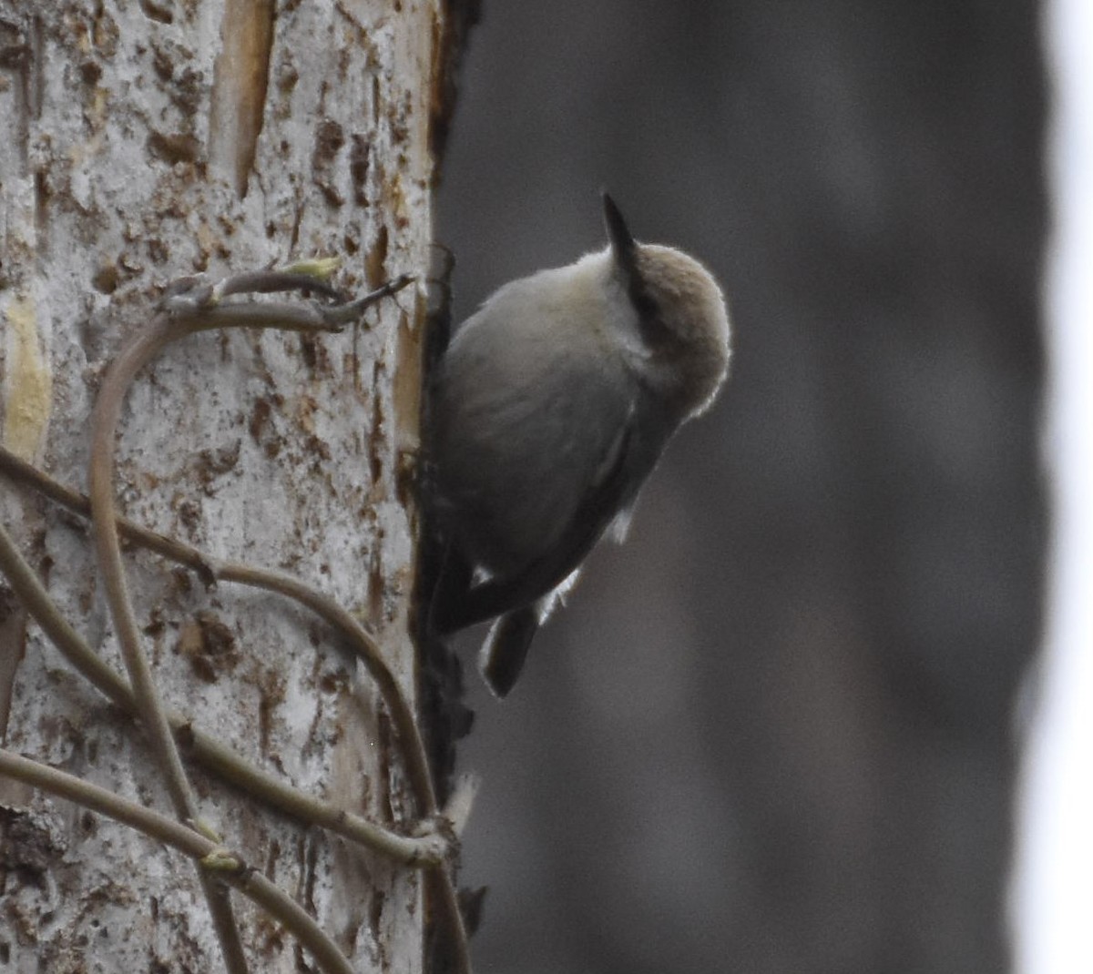 Brown-headed Nuthatch - Thomas Bingham