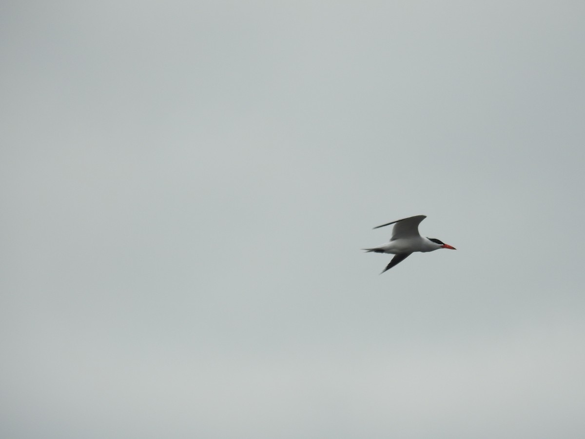 Caspian Tern - Victor Lefevre