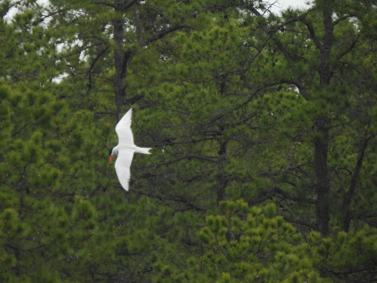 Caspian Tern - ML618918666