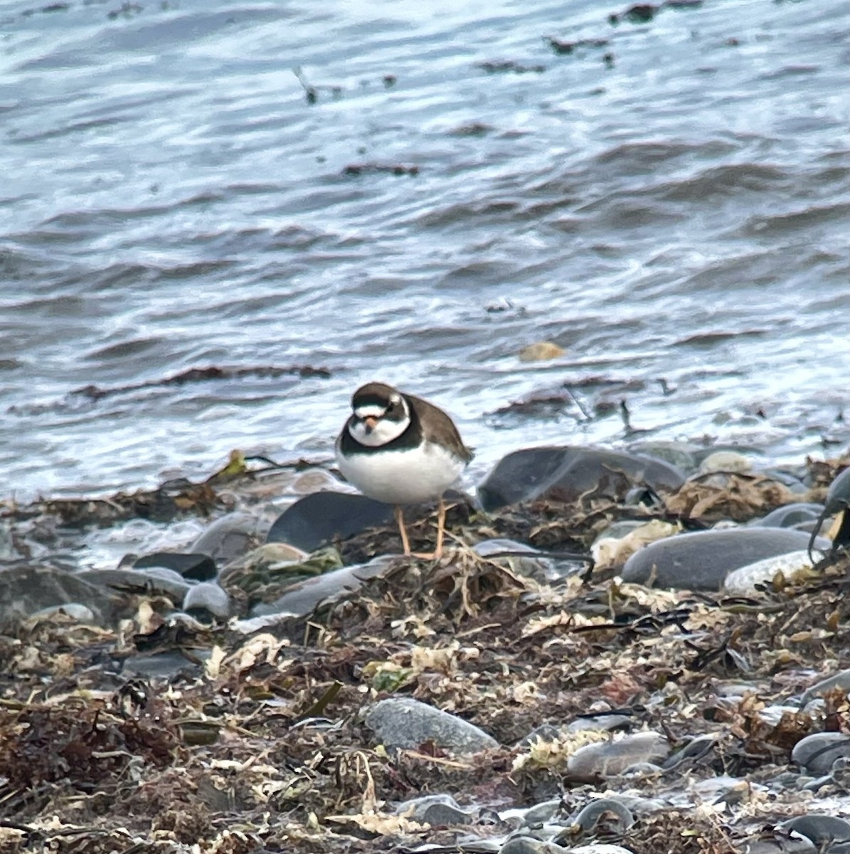 Semipalmated Plover - Magill Weber