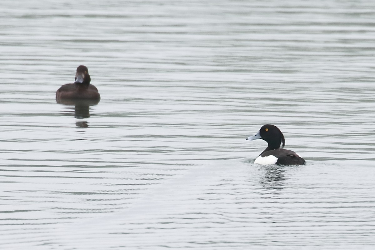 Tufted Duck - ML618918696