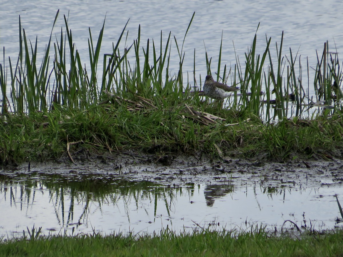 Spotted Sandpiper - ML618918709