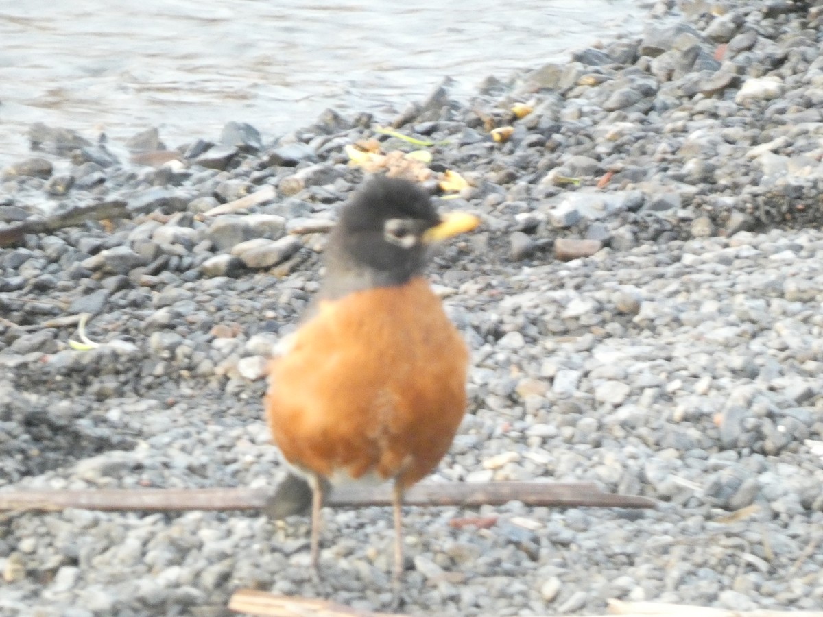 American Robin - ML618918713