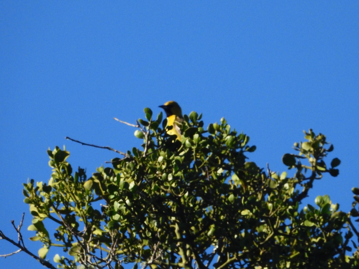 Orchard Oriole - ML618918719