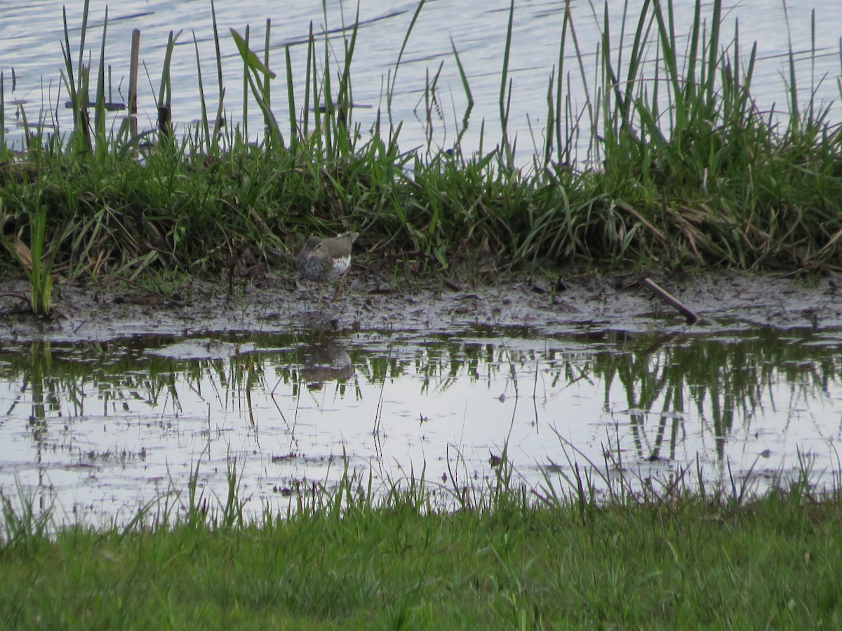 Spotted Sandpiper - scott baldinger