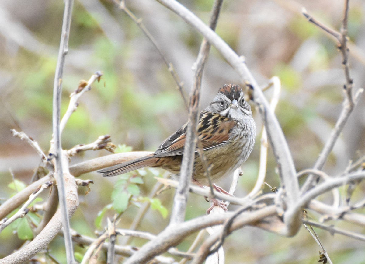 Swamp Sparrow - Thomas Bingham