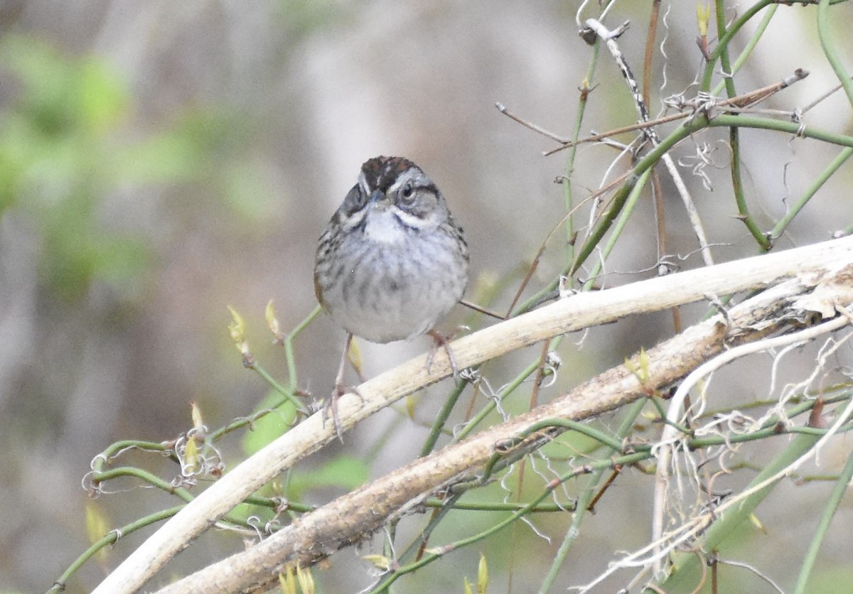 Swamp Sparrow - Thomas Bingham