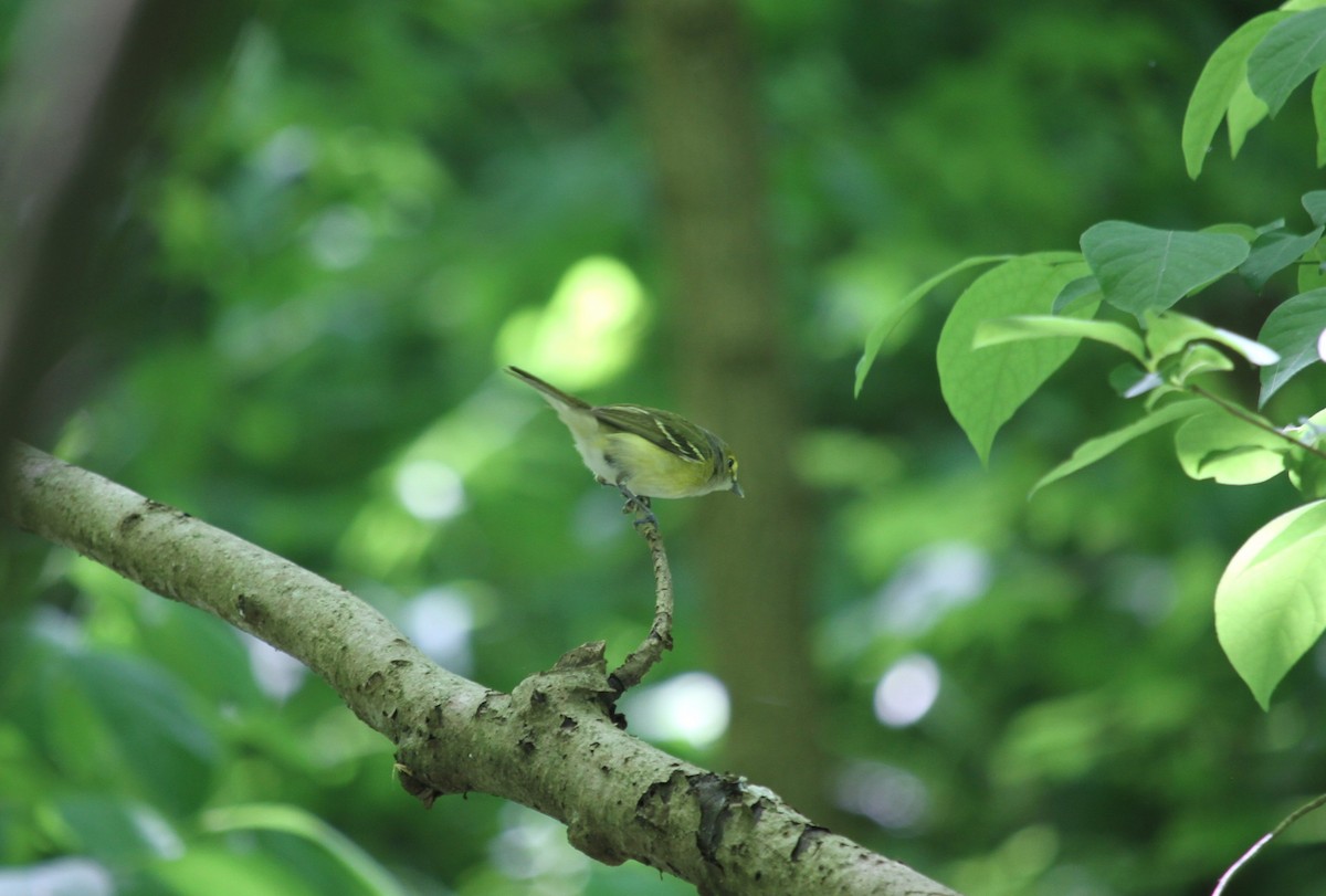 White-eyed Vireo - ML618918743