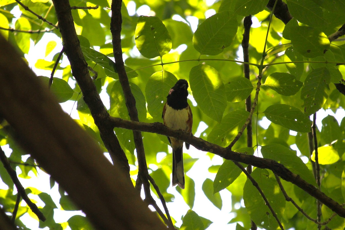 Eastern Towhee - ML618918766