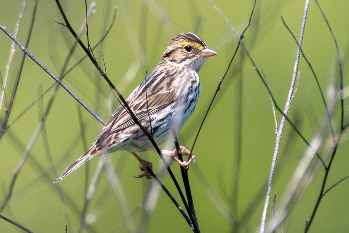 Savannah Sparrow - James Davis