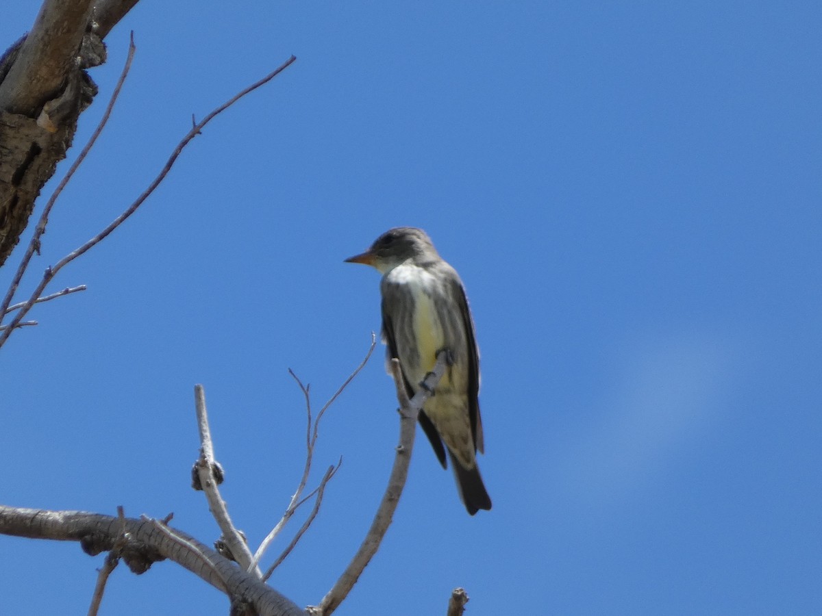 Olive-sided Flycatcher - Sarah Councell