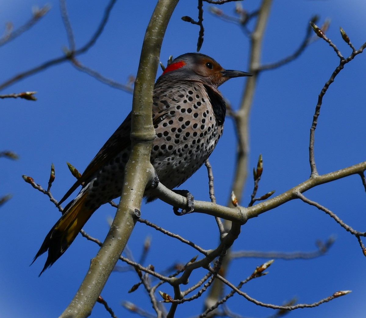 Northern Flicker (Yellow-shafted) - Kim  Selbee