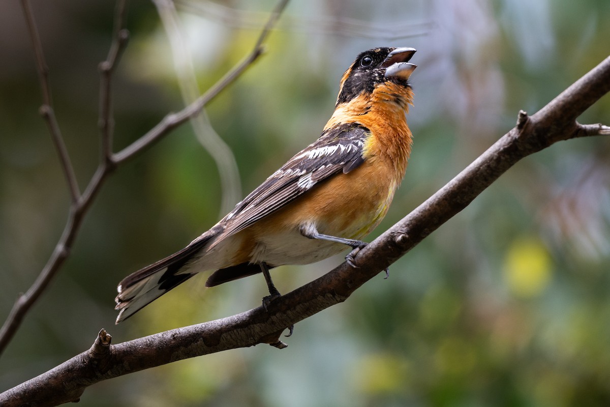 Black-headed Grosbeak - Tom Hambleton