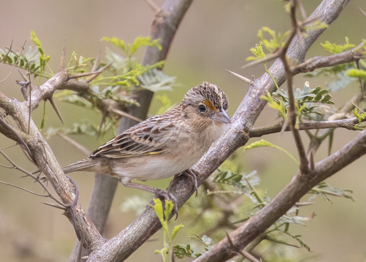 Grasshopper Sparrow - Steve Schnoll