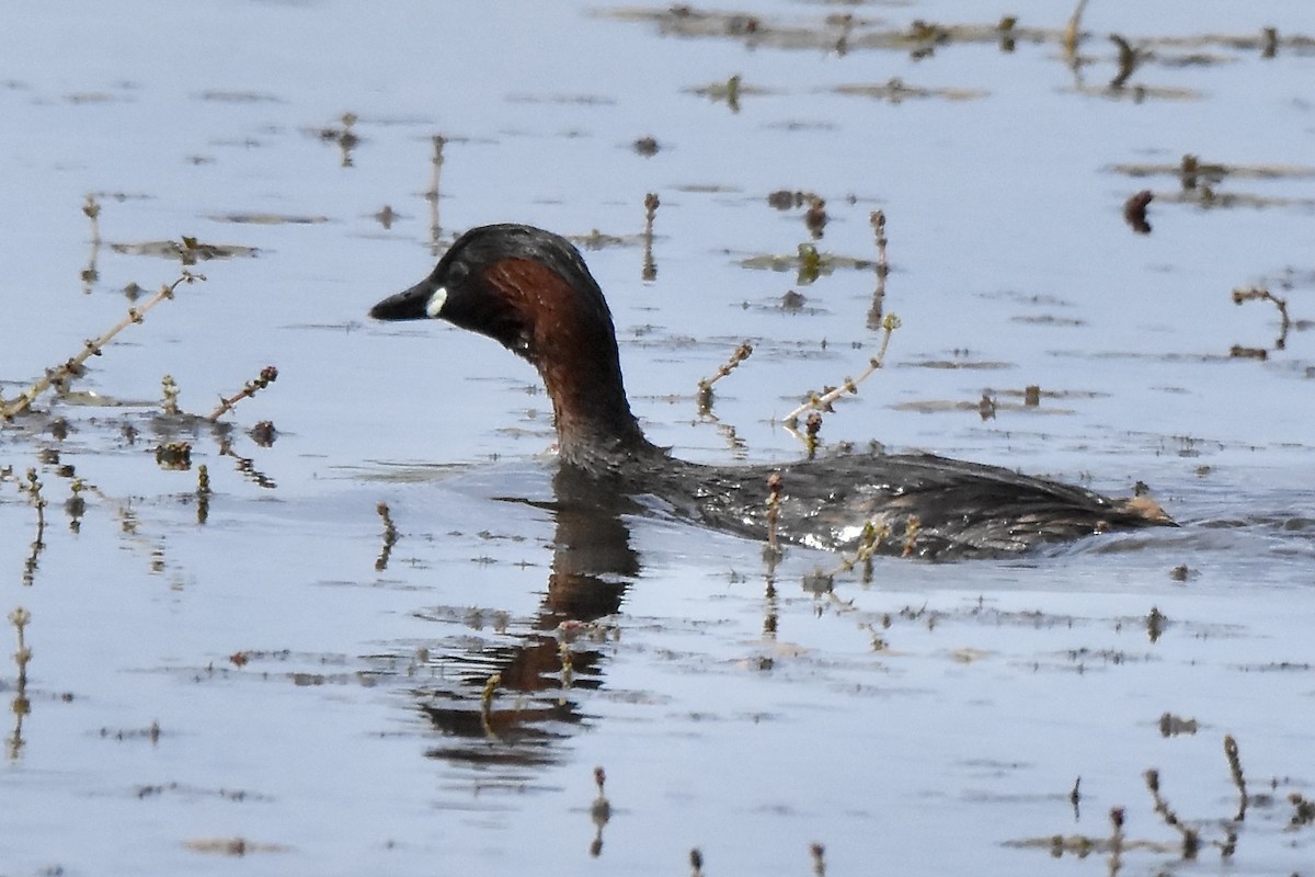 Little Grebe - Benoit Goyette