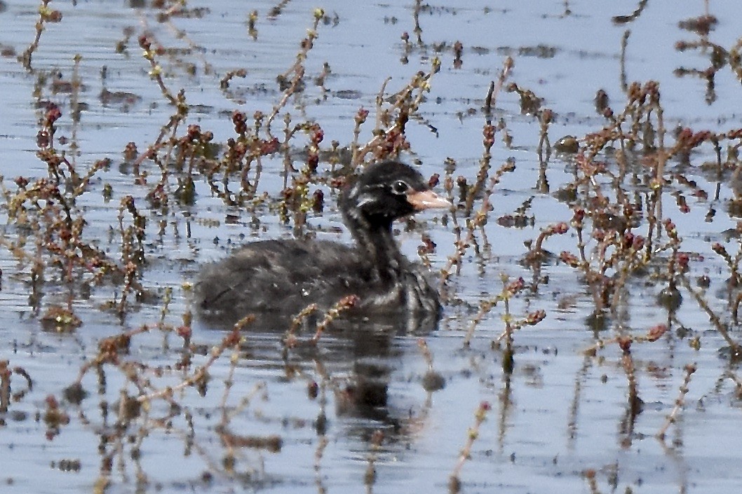 Little Grebe - Benoit Goyette