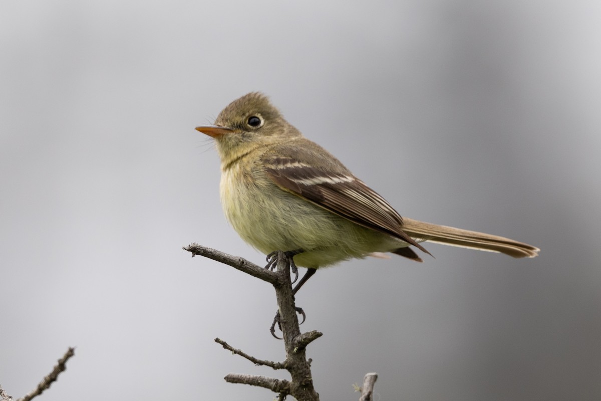 Western Flycatcher - ML618918841