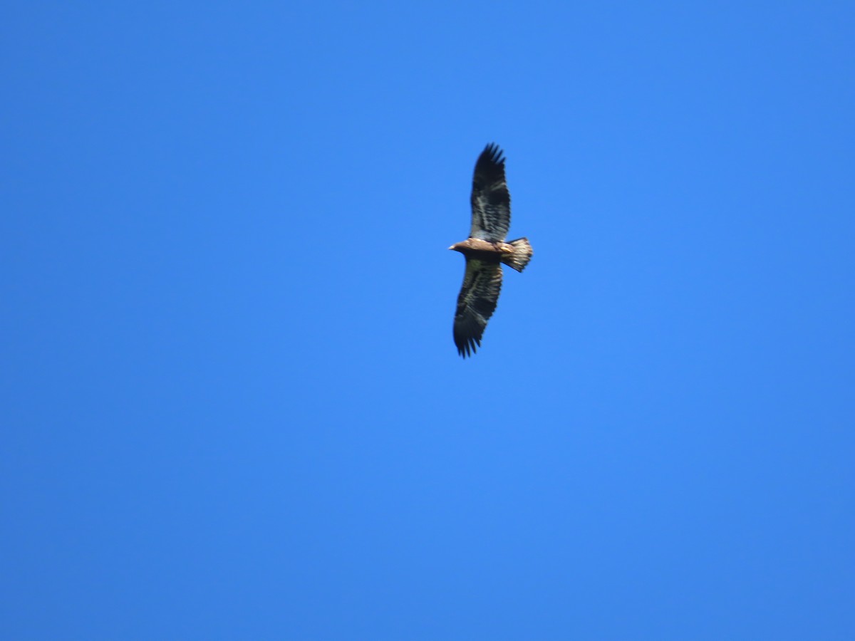 Bald Eagle - Susan Wright