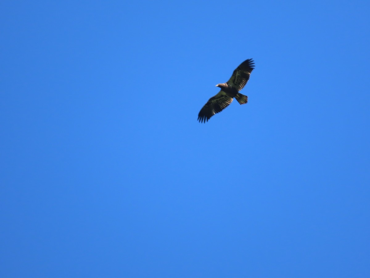 Bald Eagle - Susan Wright