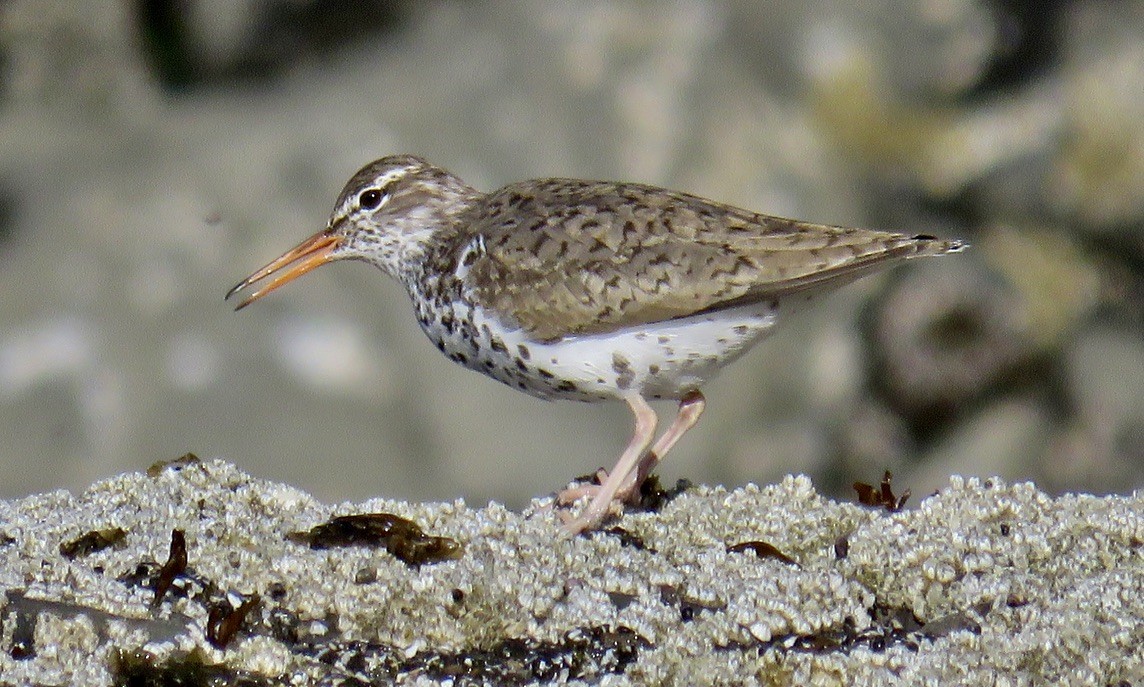 Spotted Sandpiper - Molly Sultany