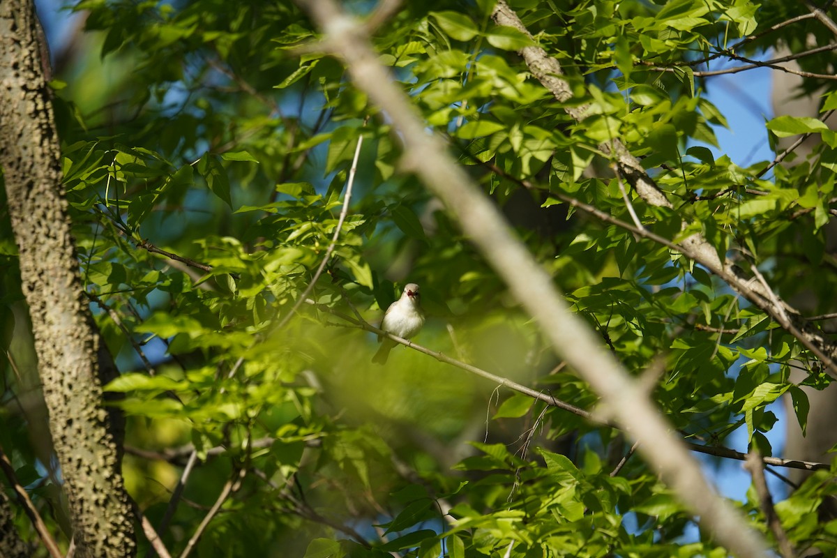 Warbling Vireo - ML618918857