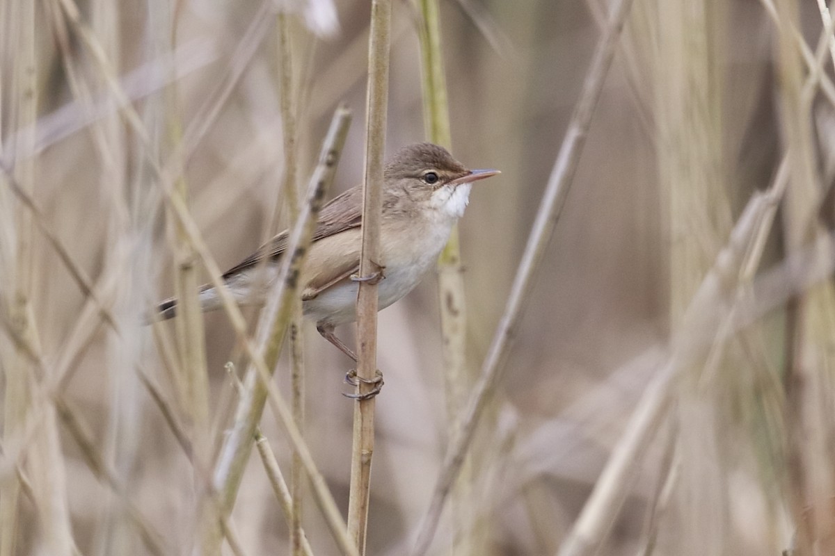 Common Reed Warbler - António Gonçalves