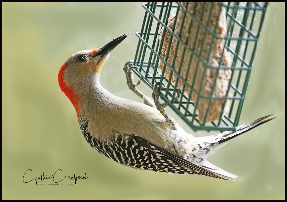Red-bellied Woodpecker - Cynthia Crawford