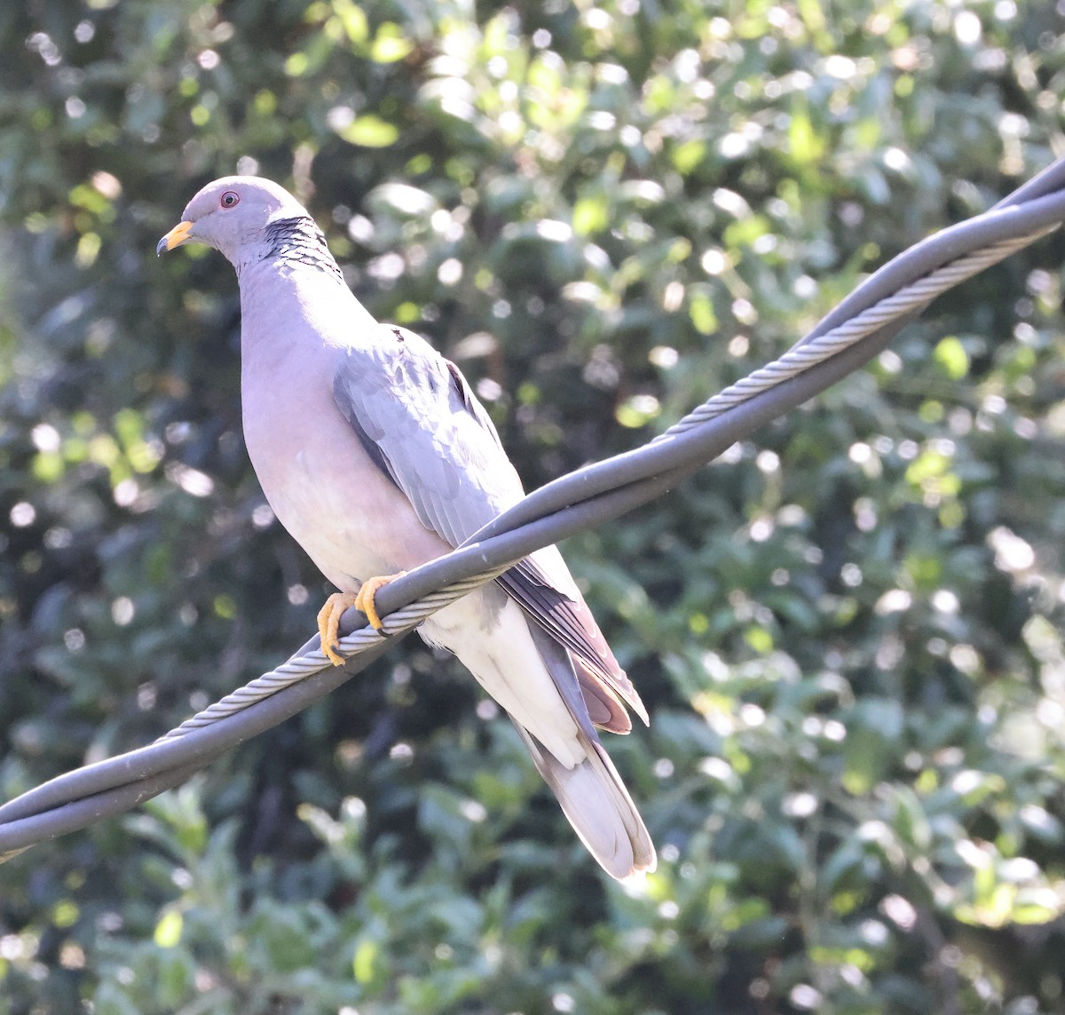 Band-tailed Pigeon - George Nothhelfer