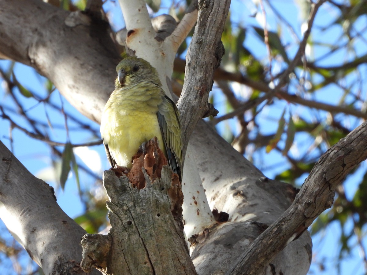 Red-rumped Parrot - Line Perrins