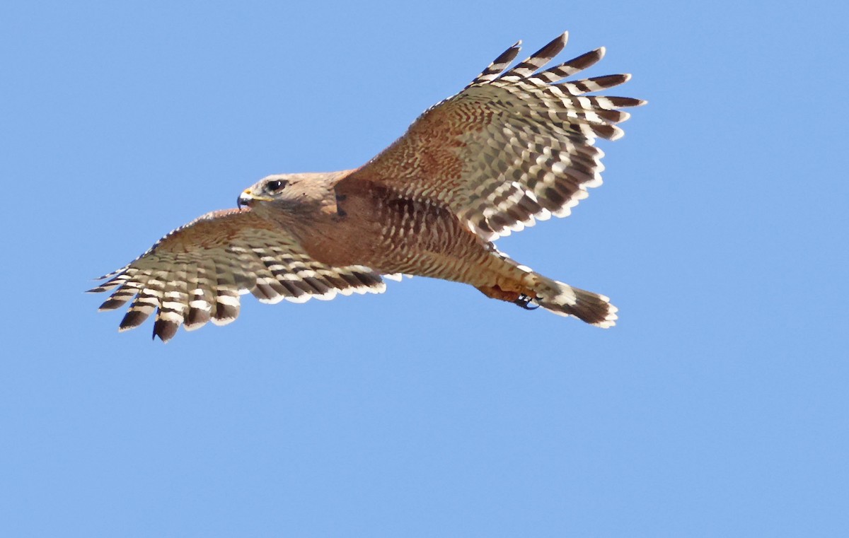 Red-shouldered Hawk - George Nothhelfer