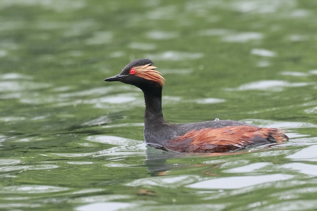 Eared Grebe - António Gonçalves