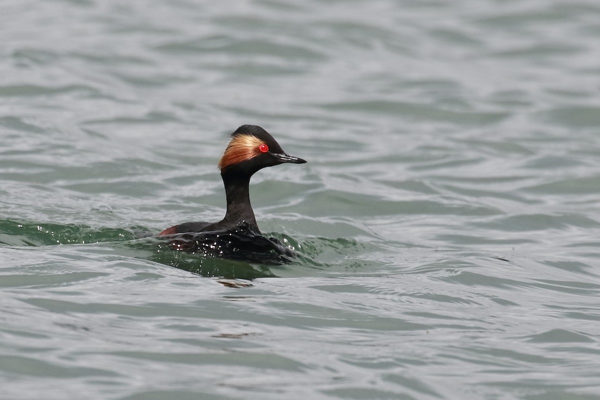 Eared Grebe - António Gonçalves