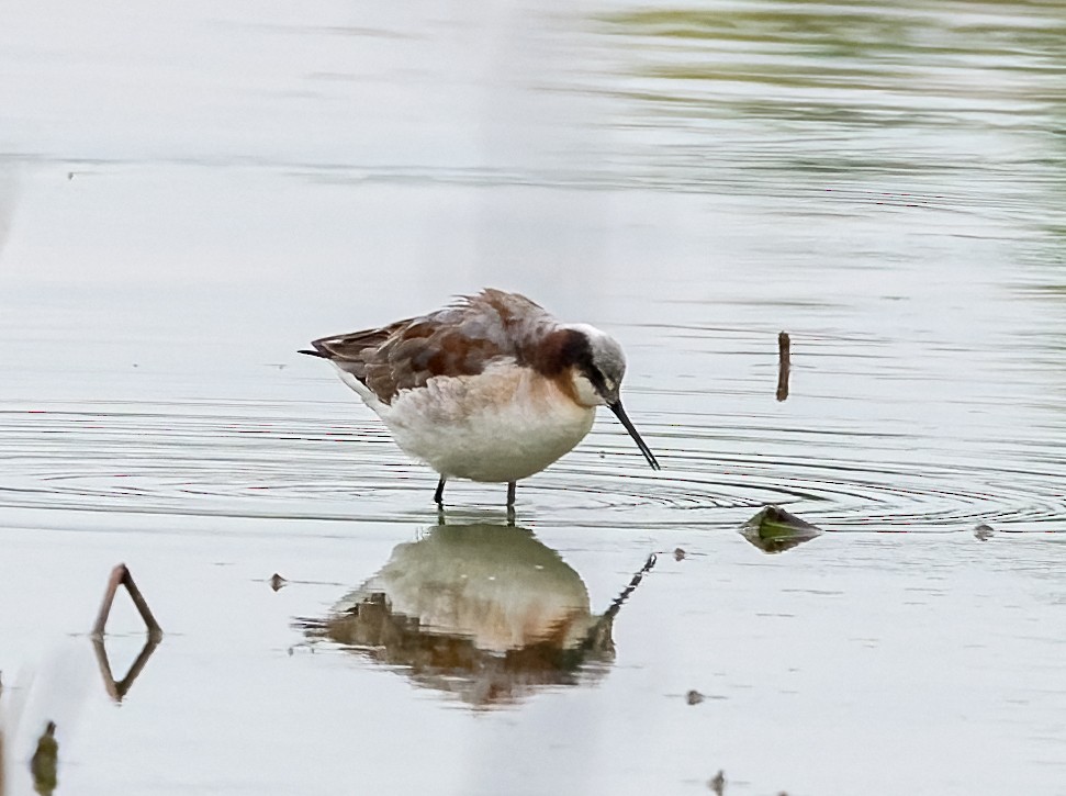 Wilson's Phalarope - John Good