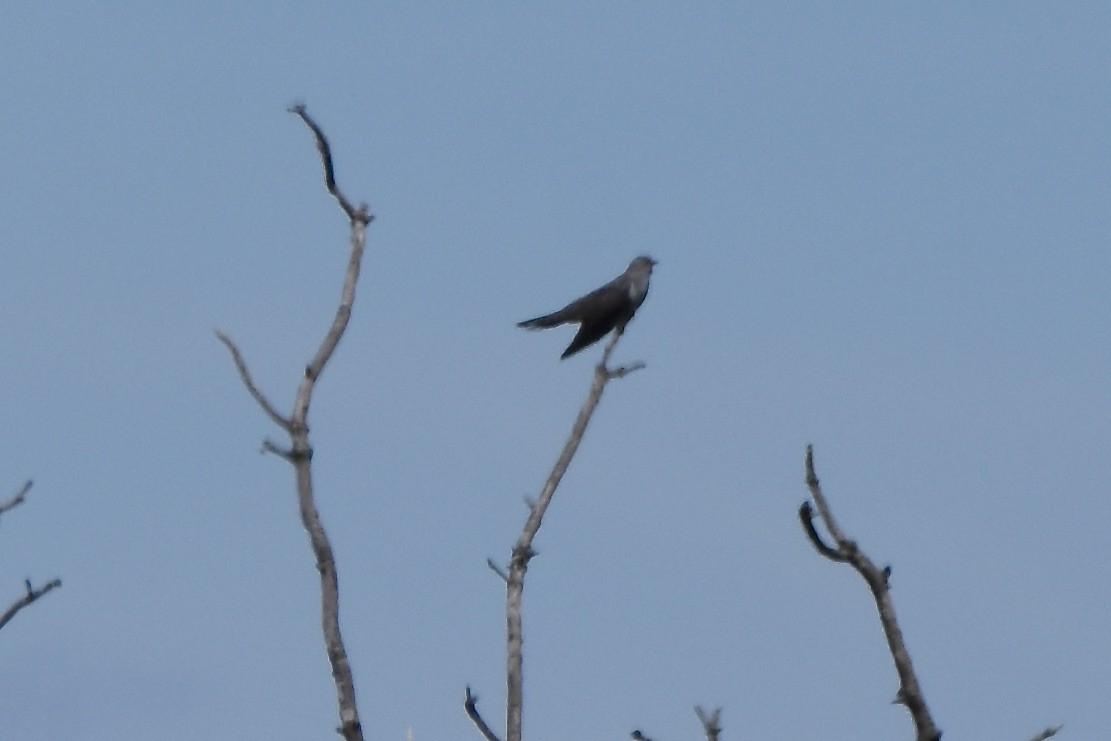 Common Cuckoo - ML618918940