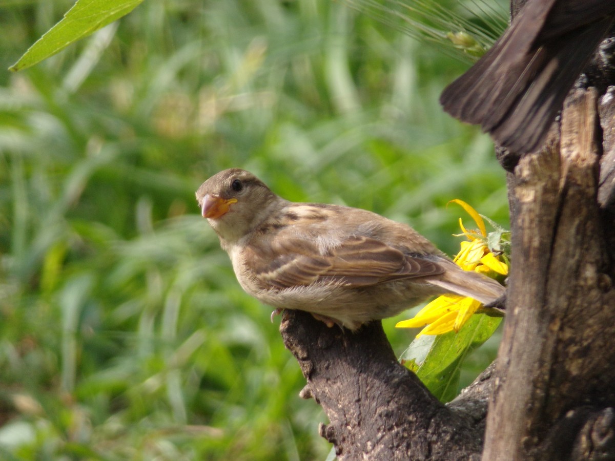 House Sparrow - Texas Bird Family