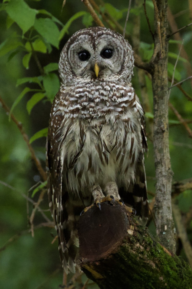 Barred Owl - Nicole Desnoyers