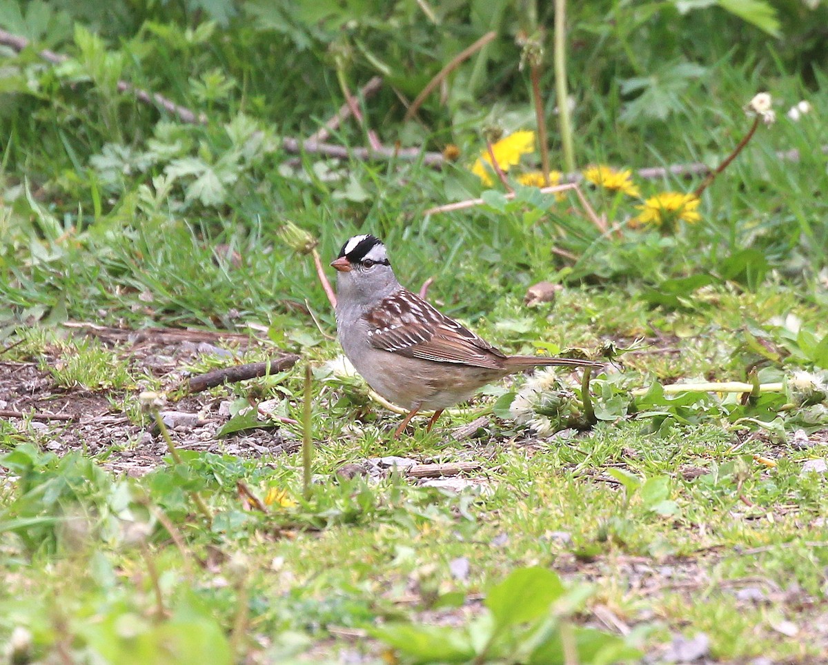 White-crowned Sparrow - Becky Harbison