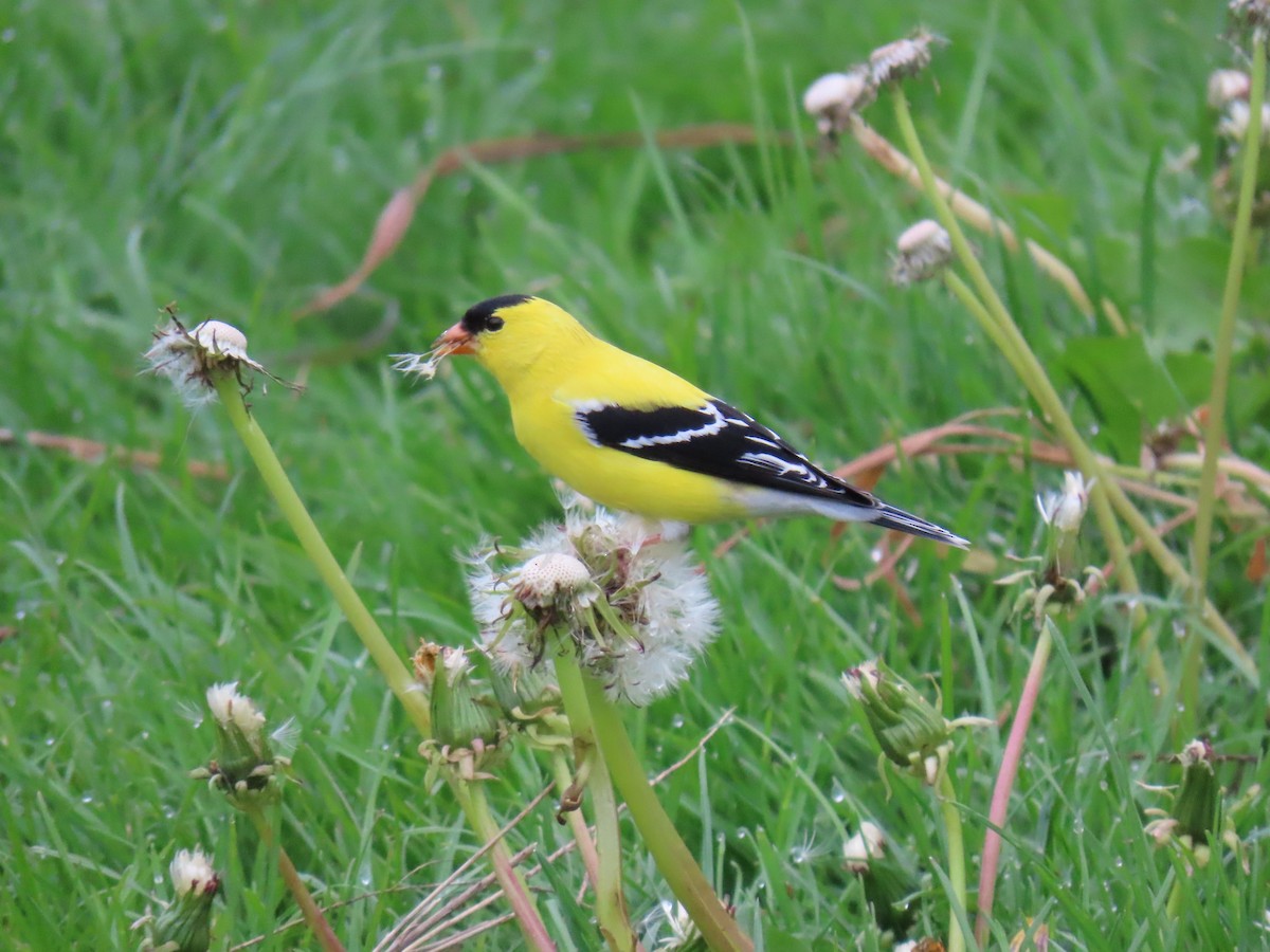 American Goldfinch - ML618918990