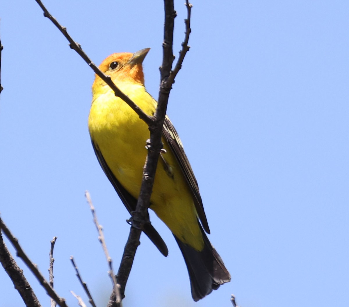 Western Tanager - George Nothhelfer