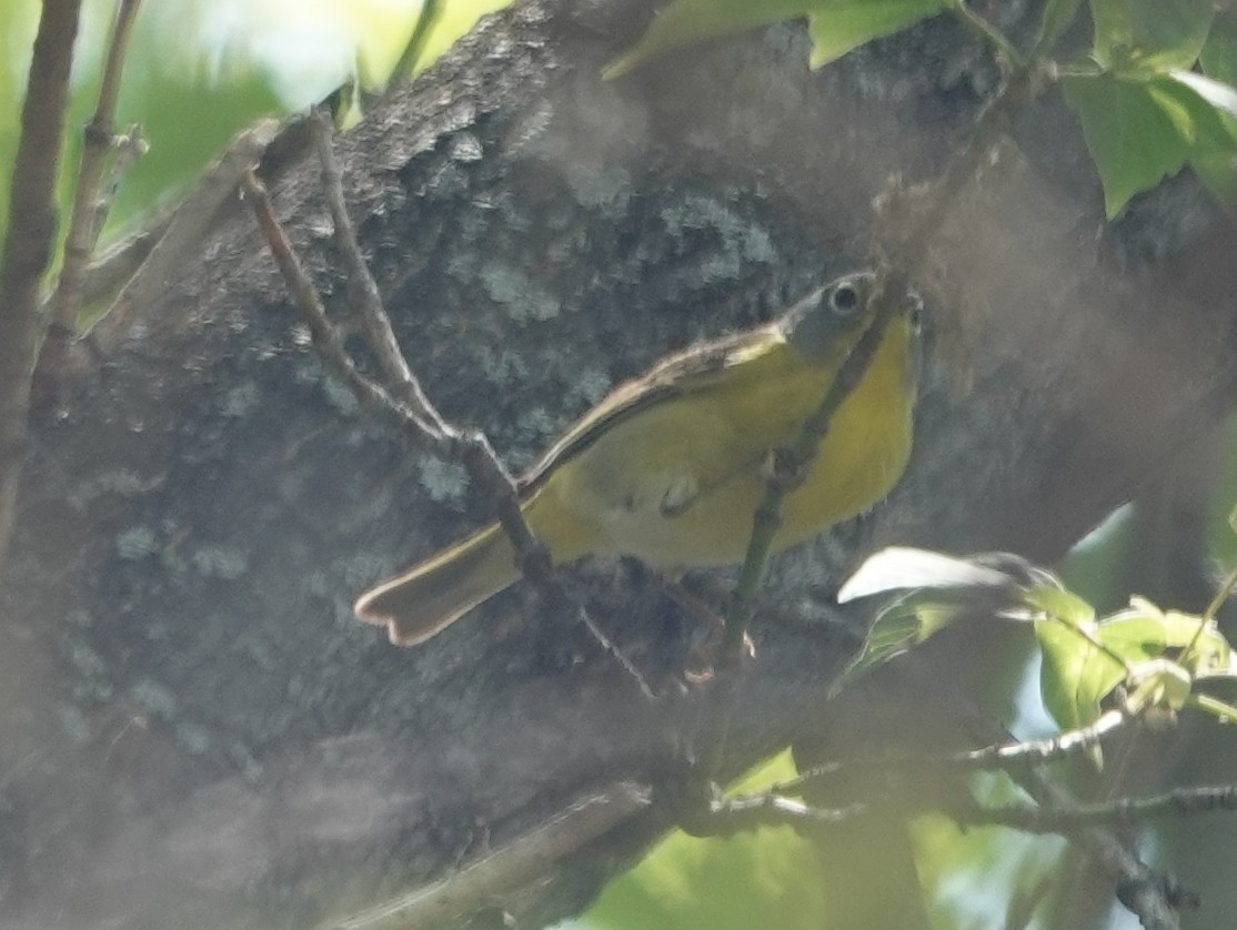 Nashville Warbler - Robin Oxley 🦉